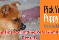 Top Tips for Finding Pet-Friendly Rentals