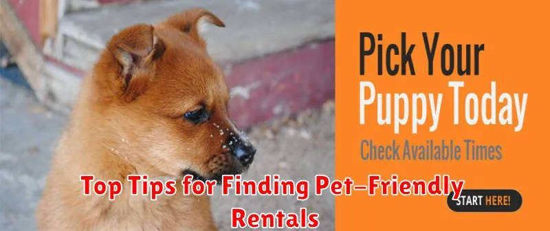 Top Tips for Finding Pet-Friendly Rentals